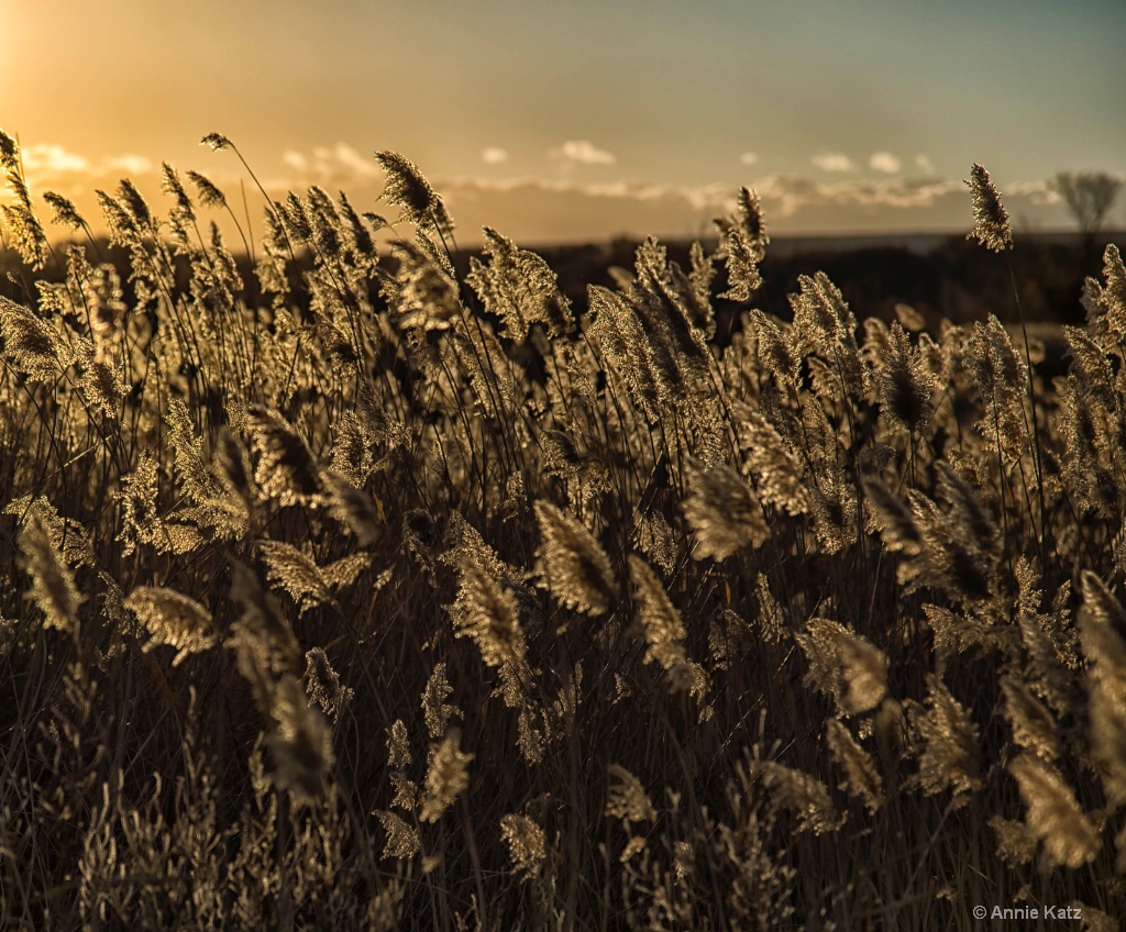 Wheat - ID: 15665431 © Annie Katz