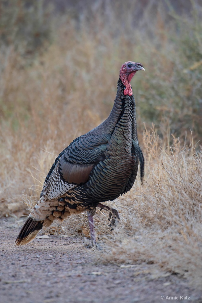 Wild Male Turkey - ID: 15665432 © Annie Katz