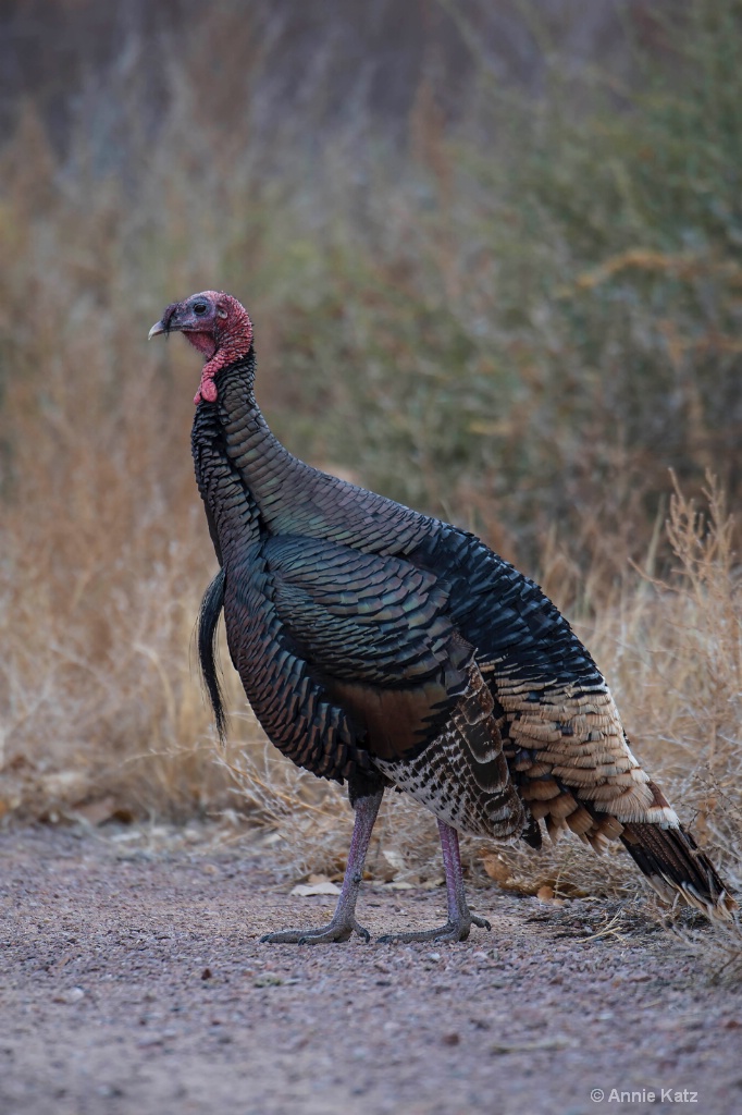 Wild Turkey - ID: 15665433 © Annie Katz