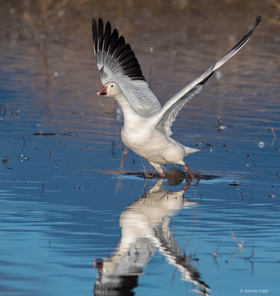 Wings Up - ID: 15665436 © Annie Katz