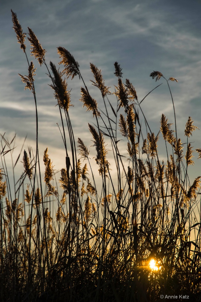 Winter Wheat - ID: 15665438 © Annie Katz