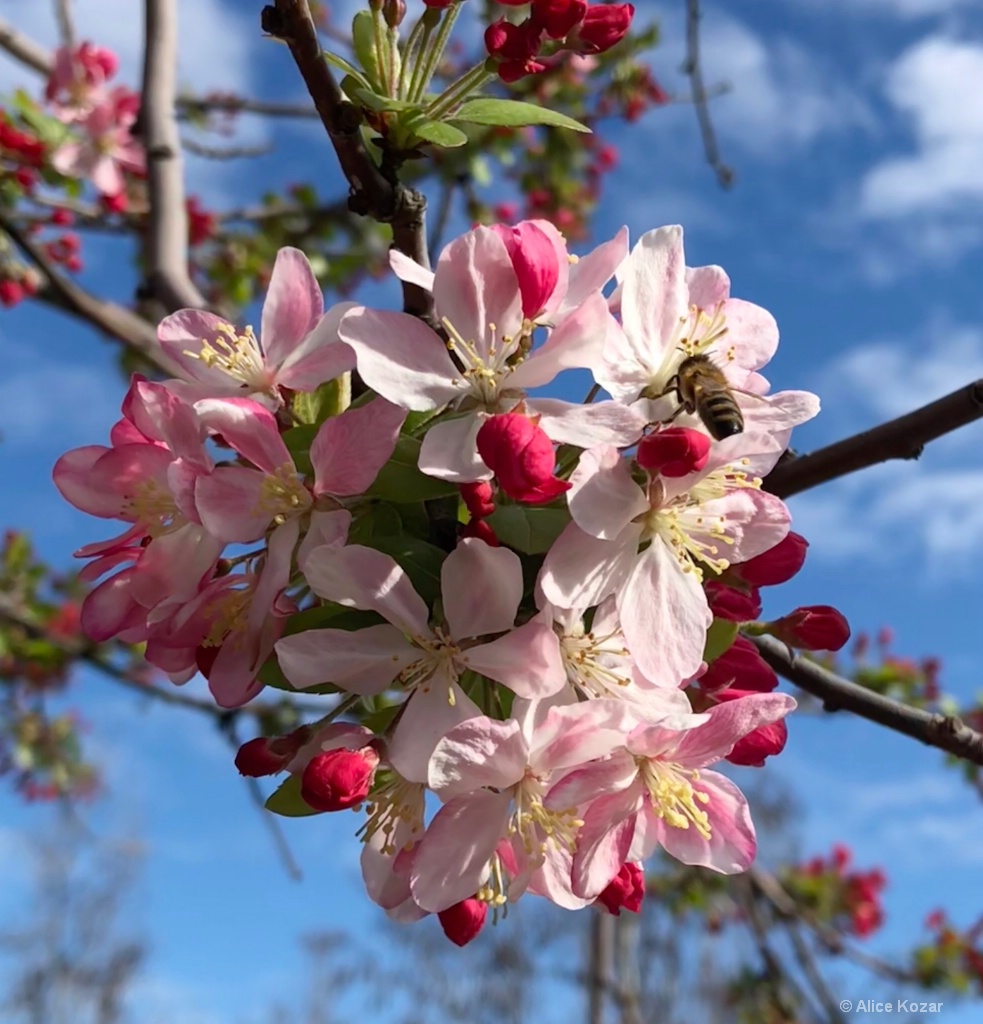Enjoying Nectar of Cherry Blossoms