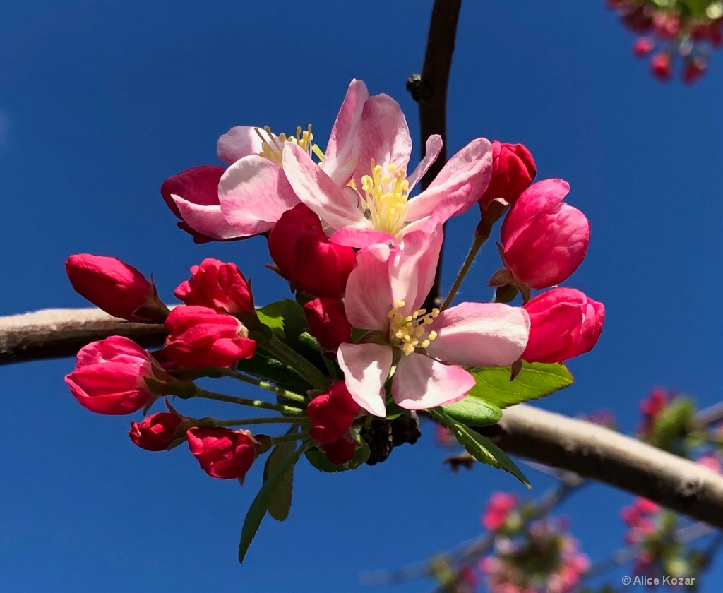 Cherry Blossom Perfection - ID: 15665494 © Alice Kozar
