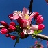 © Alice Kozar PhotoID # 15665494: Cherry Blossom Perfection