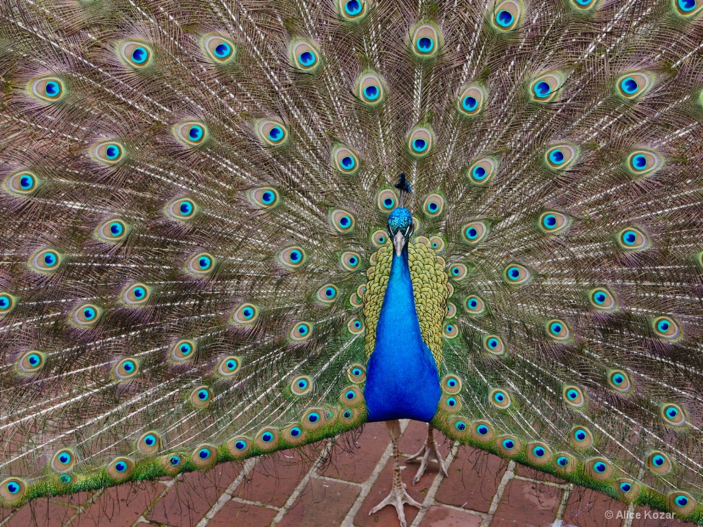 Percy in full plumage - ID: 15665499 © Alice Kozar