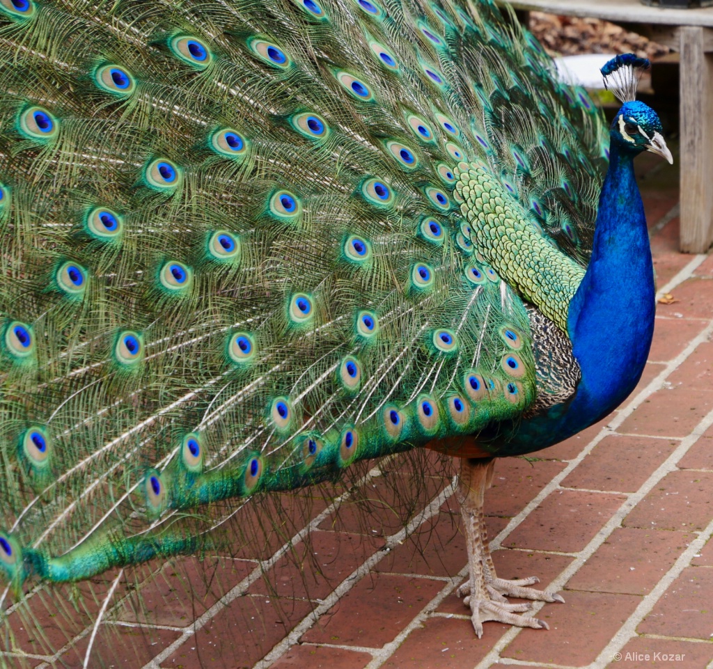 Percy on the march - ID: 15665501 © Alice Kozar