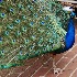 © Alice Kozar PhotoID # 15665501: Percy on the march