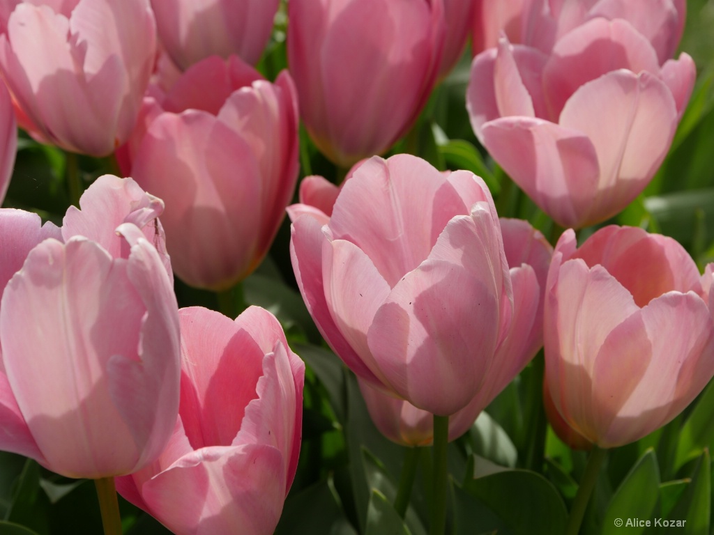 Translucent Tulips