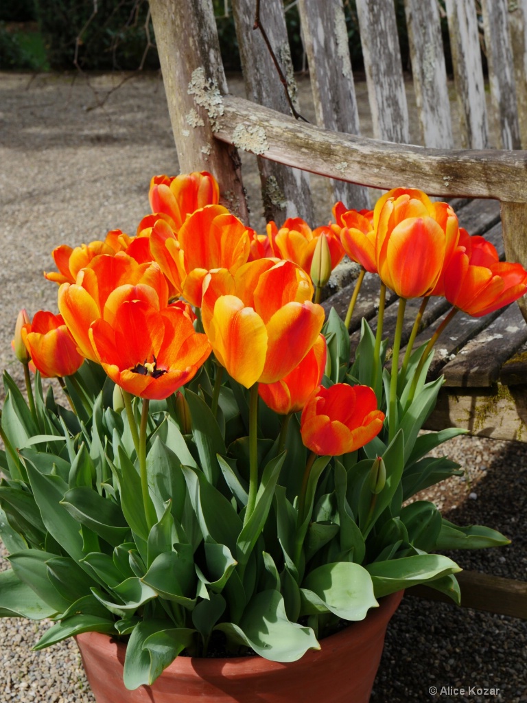 By the Old Garden Bench