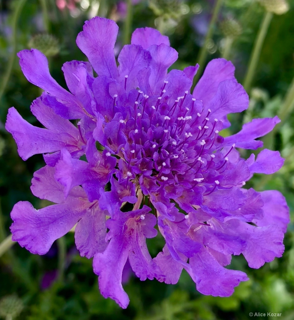 Purple Passion - ID: 15665507 © Alice Kozar