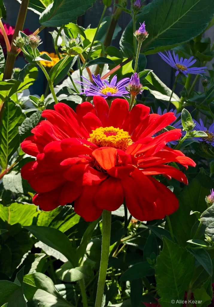 Summer Garden - ID: 15665511 © Alice Kozar
