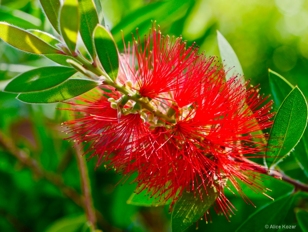Translucent bottle brush - ID: 15665520 © Alice Kozar