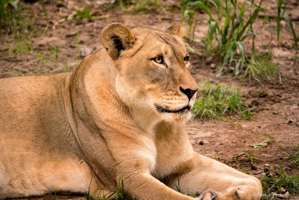 DC Zoo Female Lion 3-0 F LR 9-16-18 J150