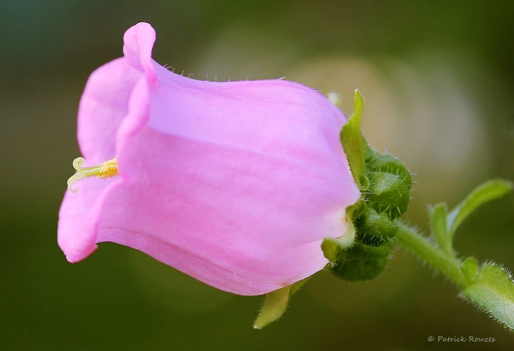 Canterbury Bell