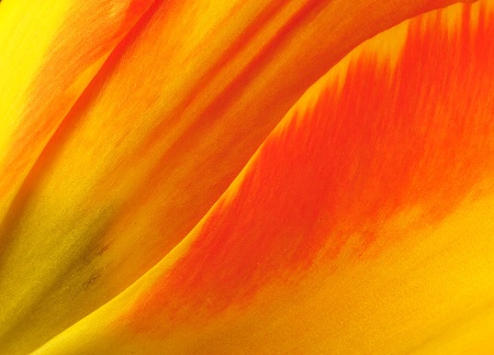 Tulip Contours