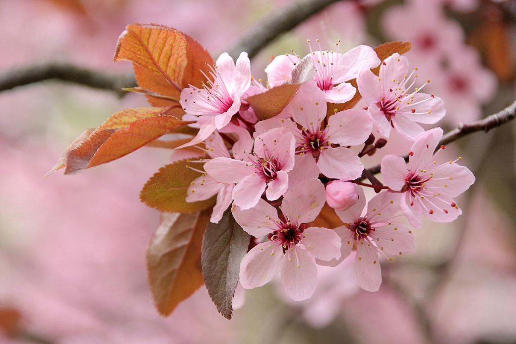 Pink plum flowers