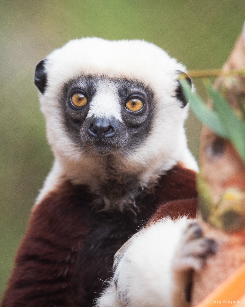 Coquerel's Sifaka (Medium Sized Lemur) - ID: 15666139 © Terry Korpela