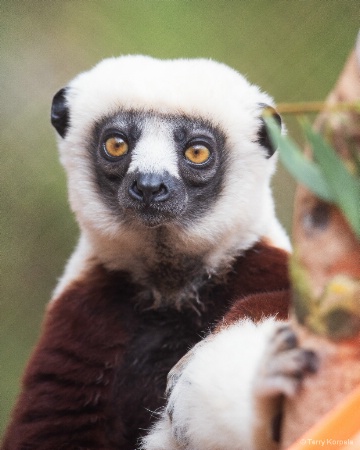 Coquerel's Sifaka (Medium Sized Lemur)