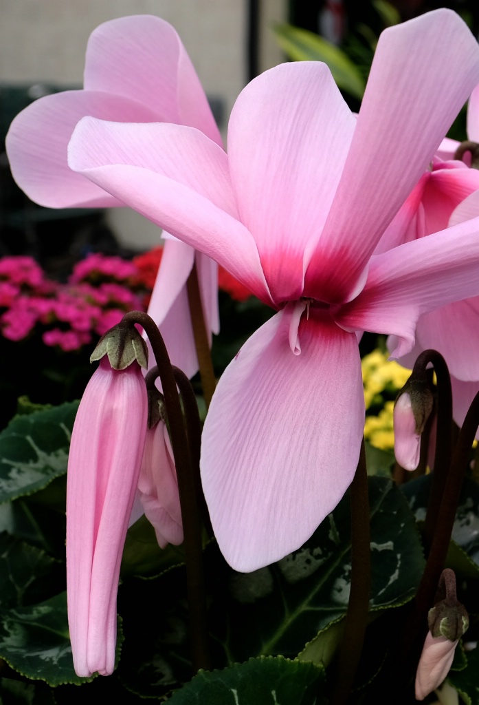 Cyclamen In Pink