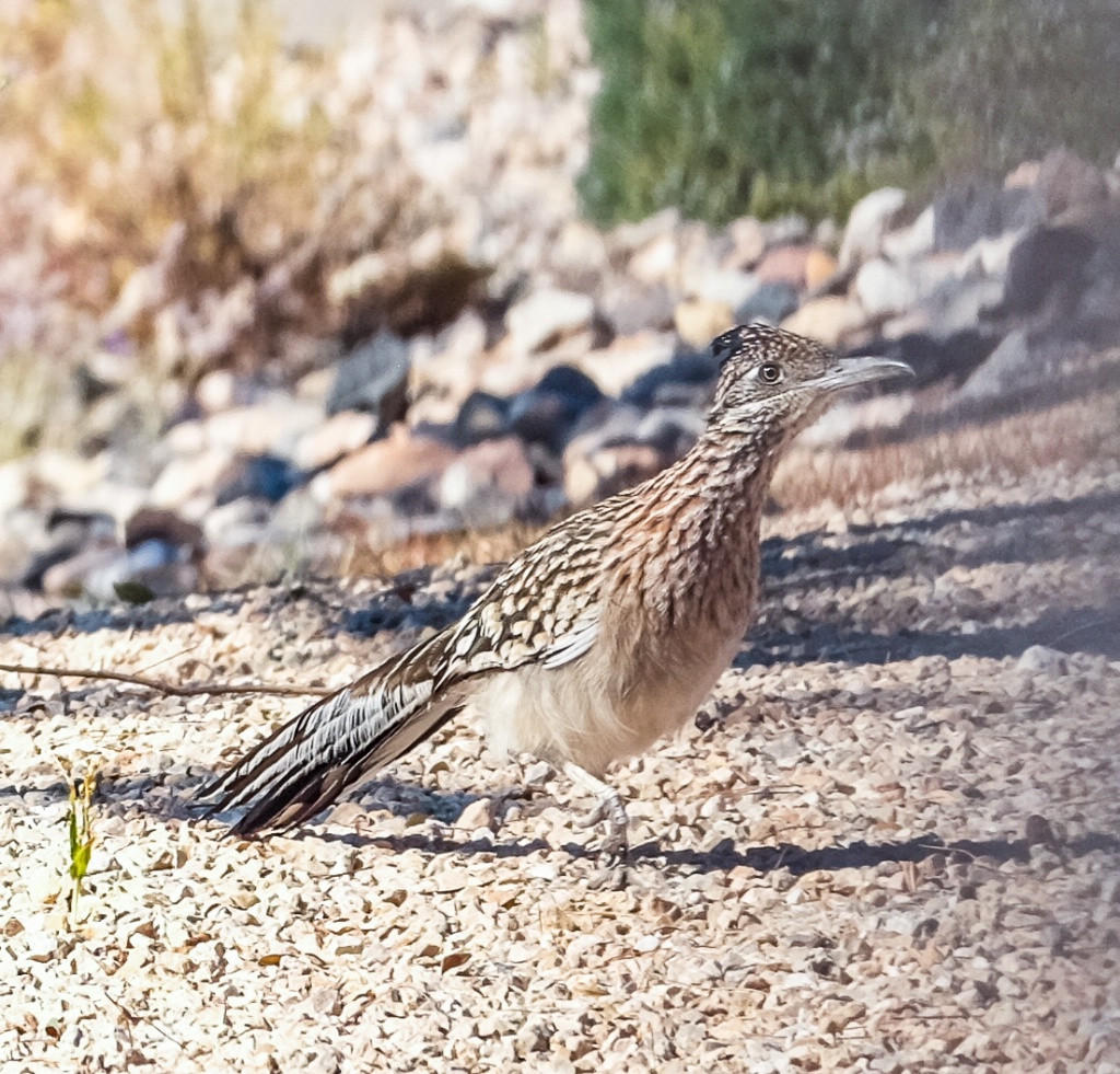 roadrunner ready for take-off