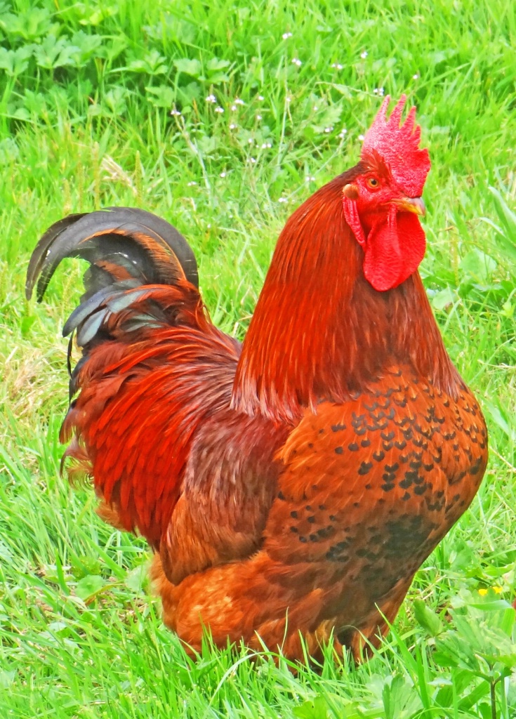 A Rooster at the field.