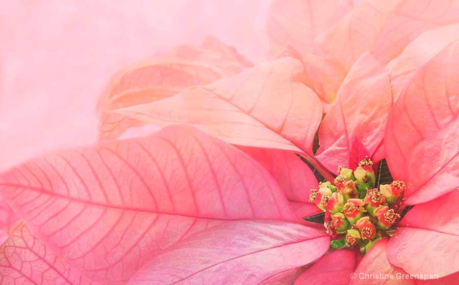 Poinsettia In Pink