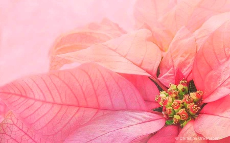 Poinsettia In Pink