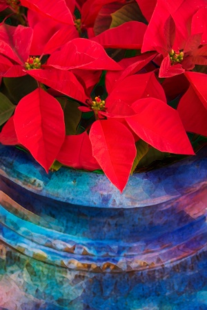 Poinsettias