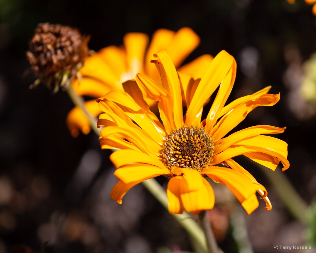 Berkeley Botanical Garden - ID: 15667200 © Terry Korpela