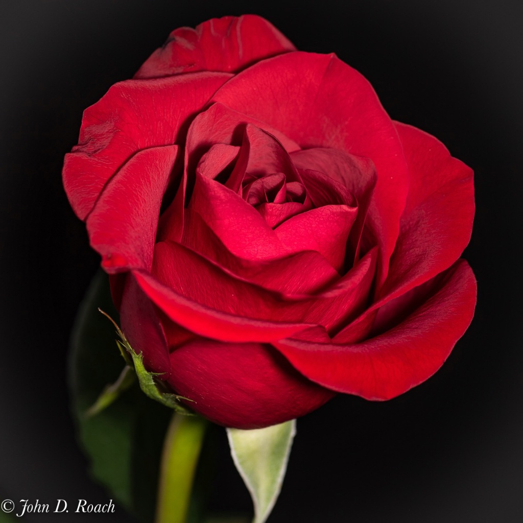 A Christmas Rose - ID: 15667217 © John D. Roach