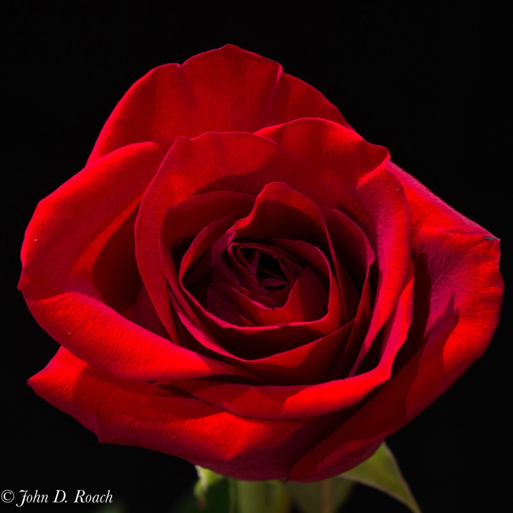 The Christmas Rose - ID: 15667218 © John D. Roach
