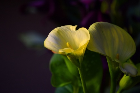 Evening Yellow