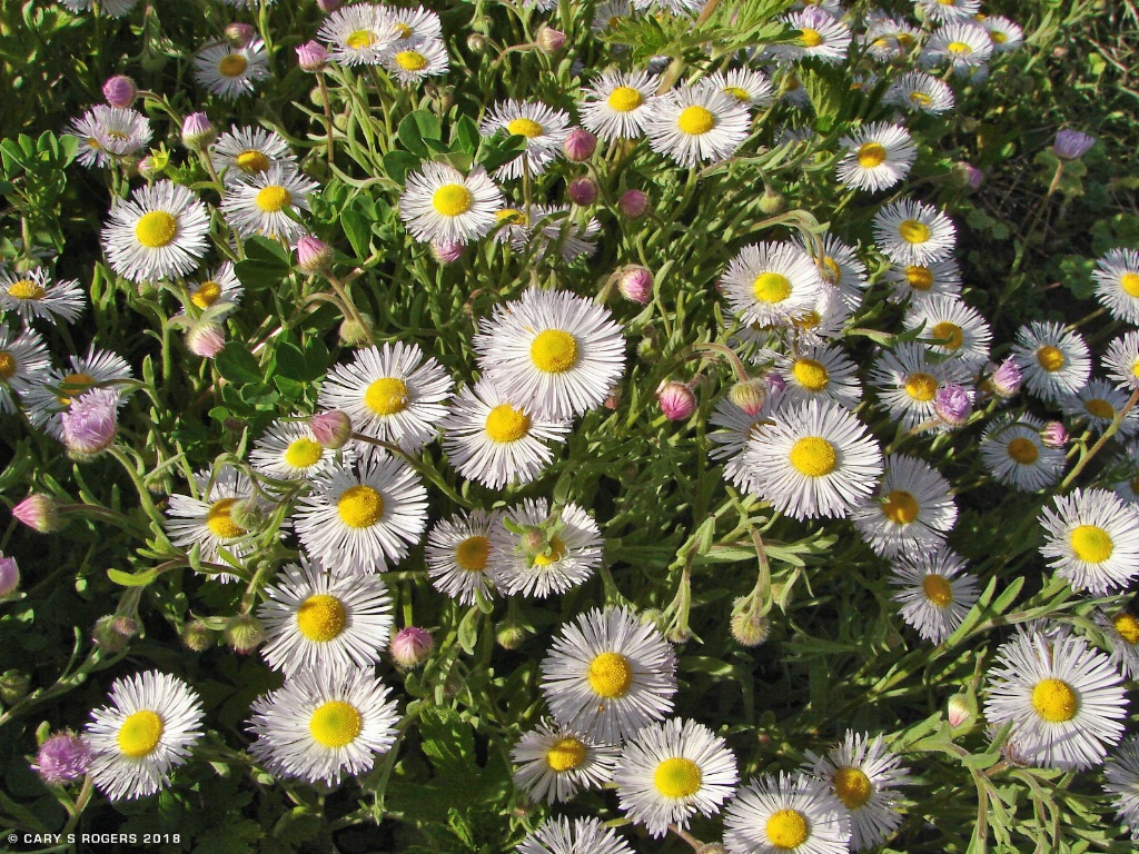 Wild Fleabane