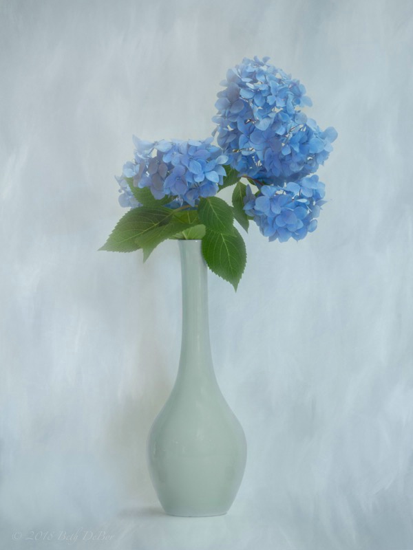 Hydrangeas