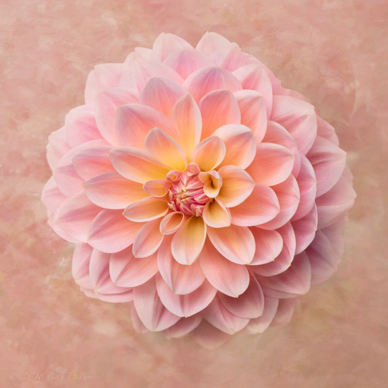 Textured Pink Dahlia