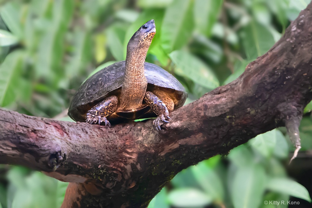 Black River Turtle Climbing Tree - ID: 15667517 © Kitty R. Kono