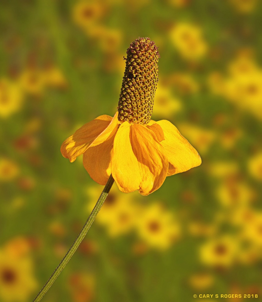 Prairie Coneflower