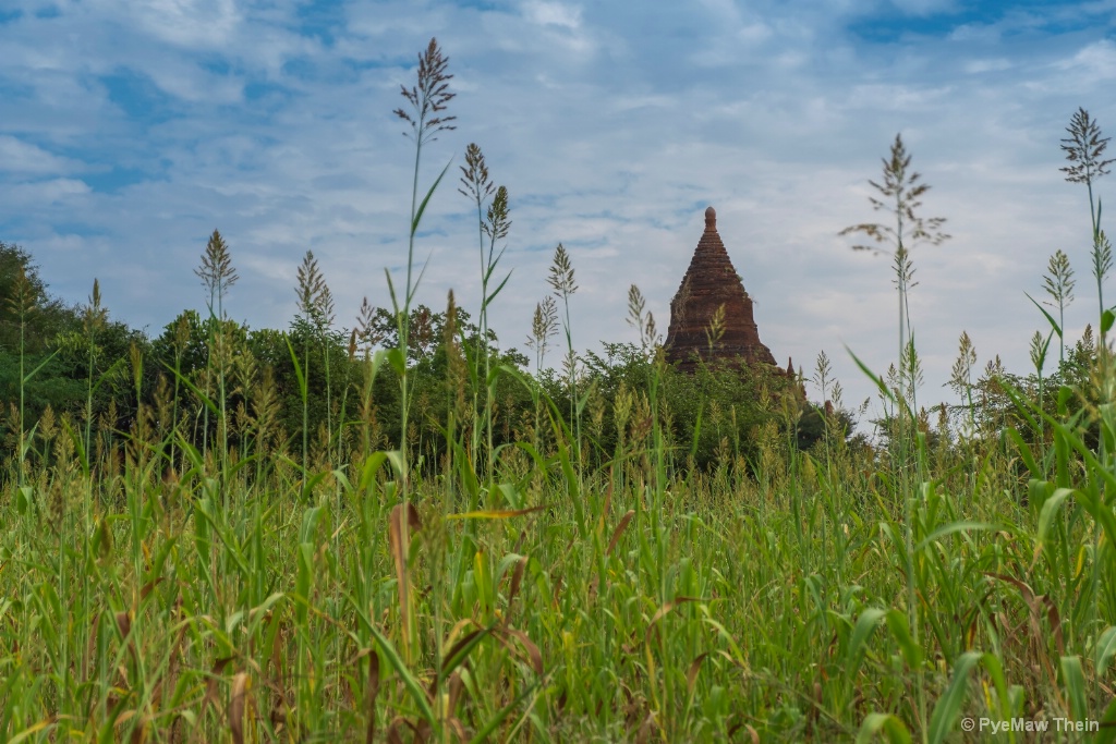 Grass and Brick Pagoda