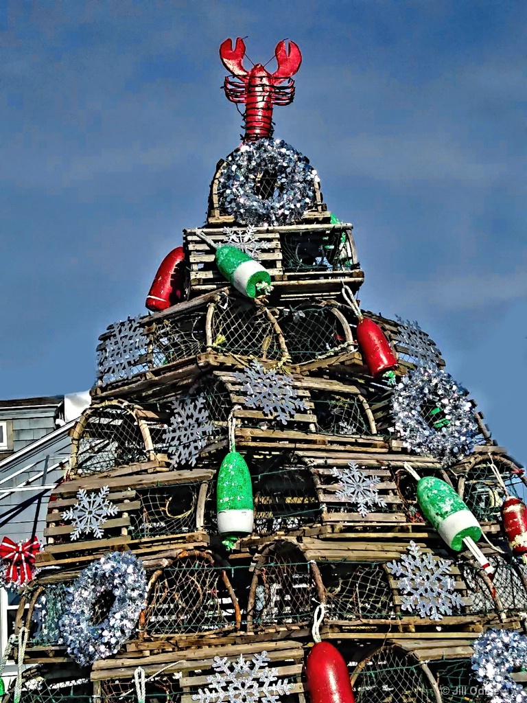 Maine Christmas Tree