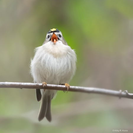 Yodeling Golden Crowned Kinglet