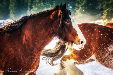 Bearded Clydesdale