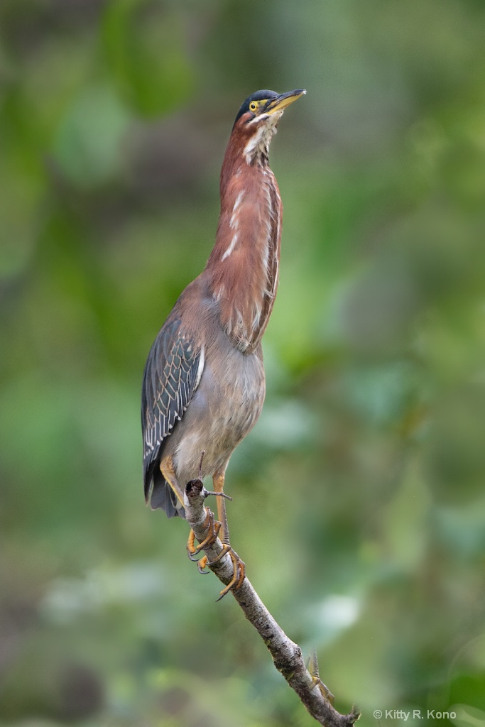 The Tall Green Heron  - ID: 15667670 © Kitty R. Kono