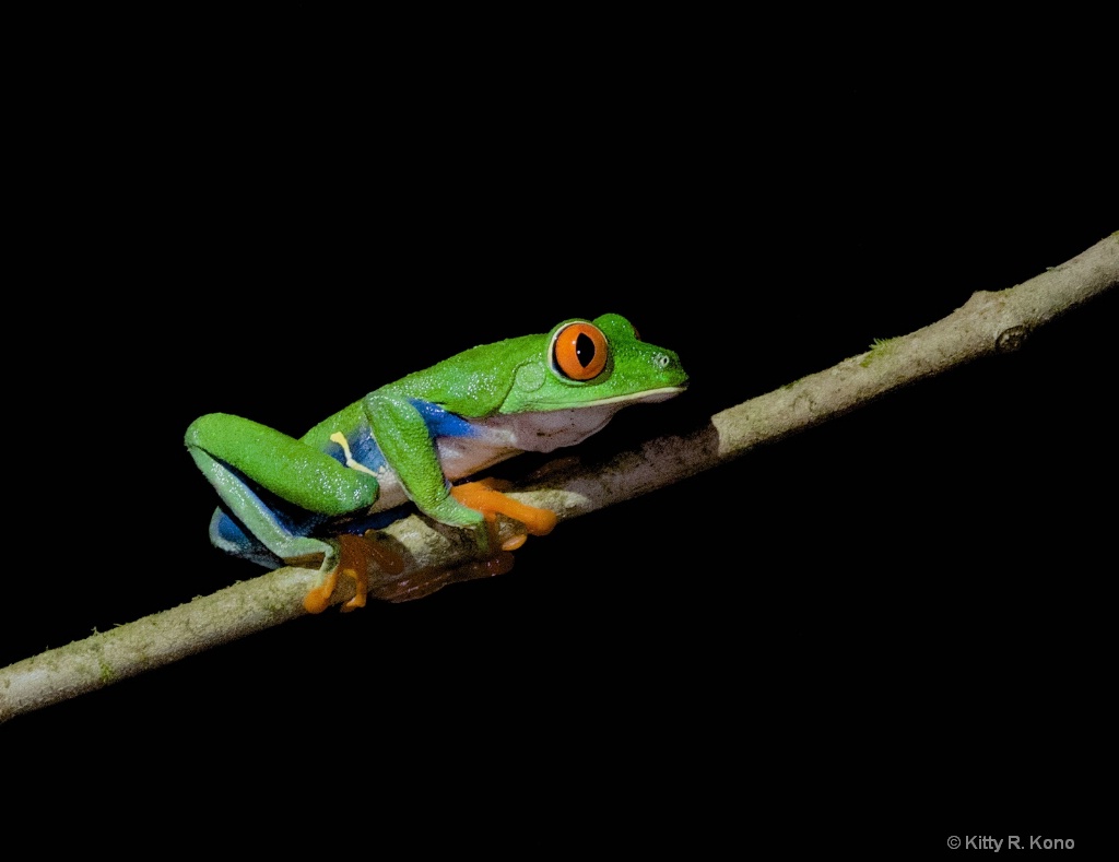 The Frog - ID: 15667671 © Kitty R. Kono