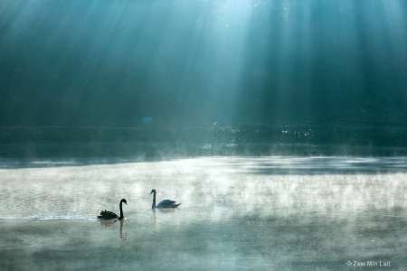 Two Gooses in the Rays