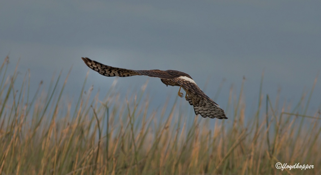 Northern Harrier Hunting Over a Marsh