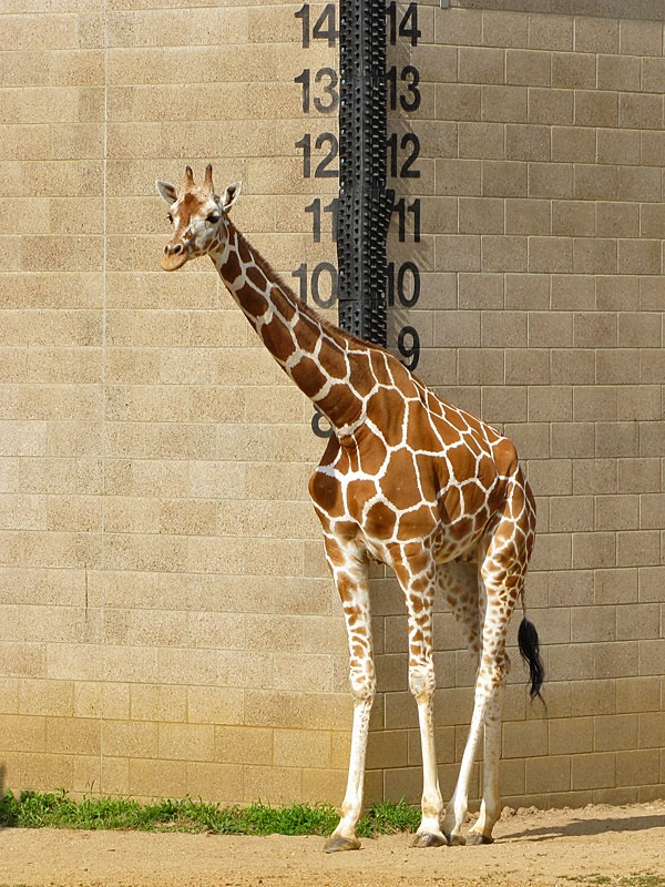 How Tall?