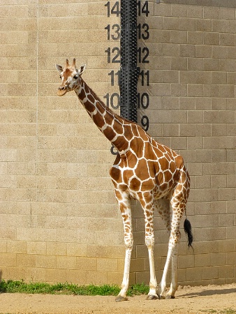 How Tall?