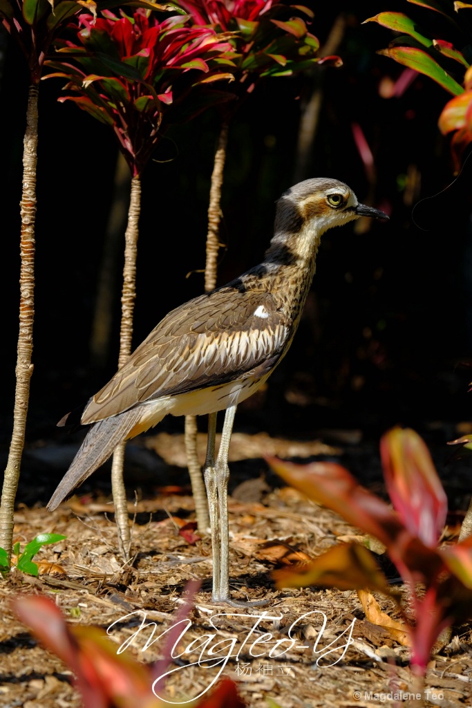 Australian Bird Series - Bush Stone-curlew - ID: 15667853 © Magdalene Teo
