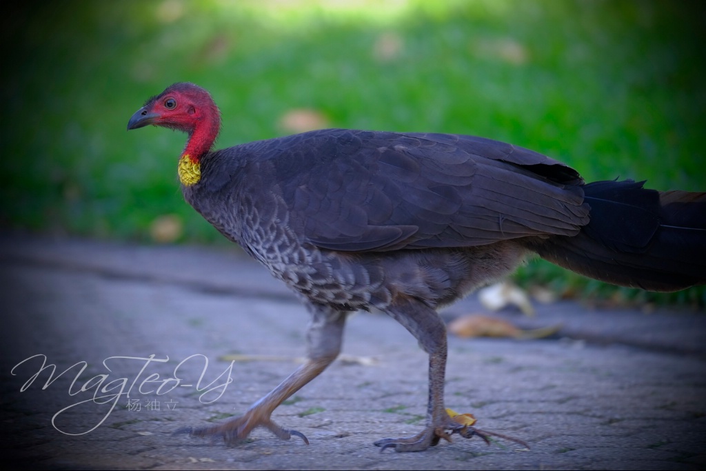 Australian Bird Series - Australian brush turkey - ID: 15667855 © Magdalene Teo