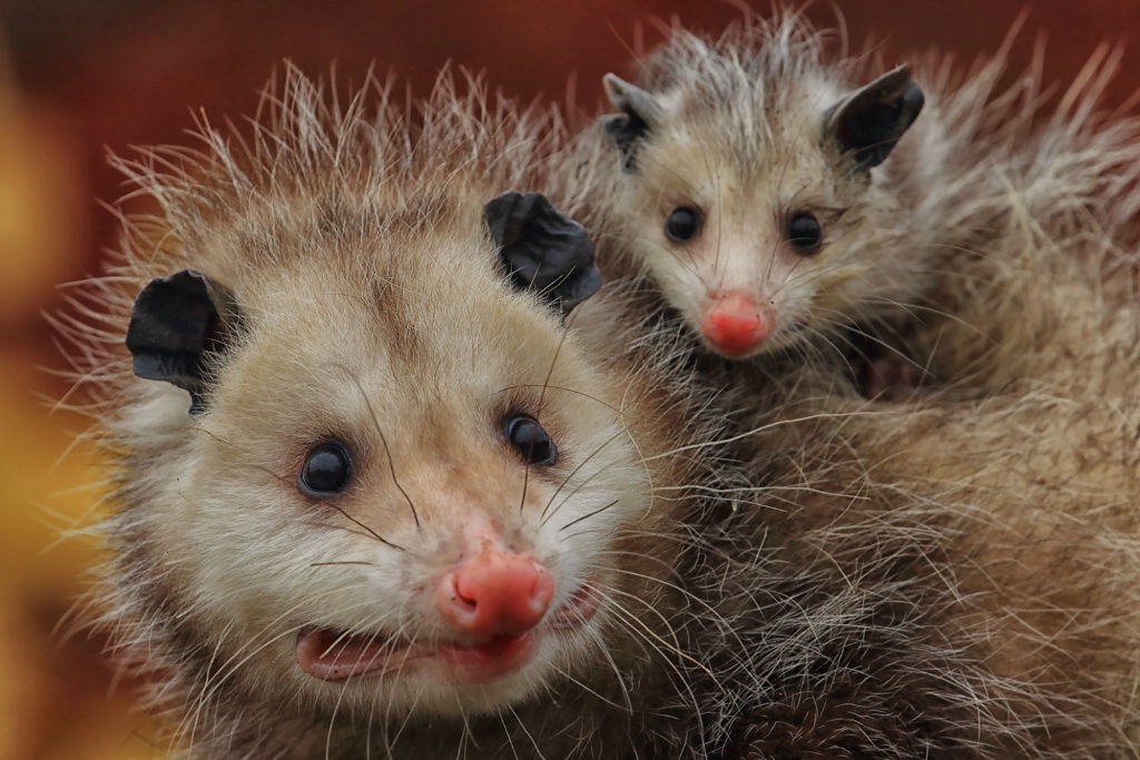 Opossum and Baby